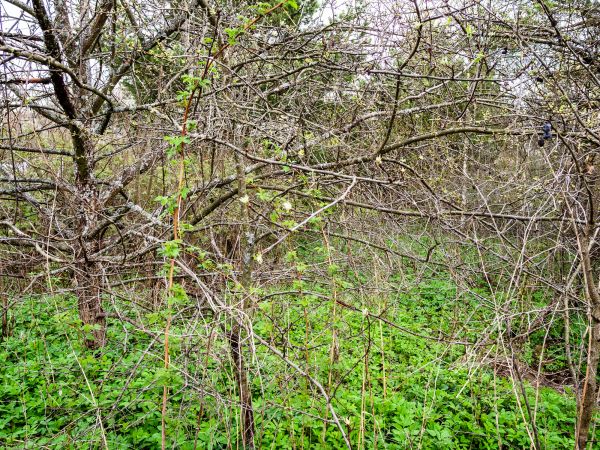 Cost of Underbrush Clearing in Dover