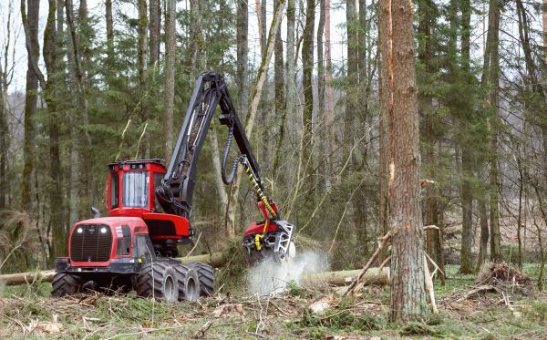 Cost of Forest Clearance Service in Dover